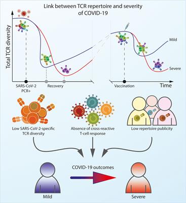 Architecture of the SARS-CoV-2-specific T cell repertoire